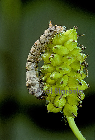 Bombyx mori (bombyx du mûrier) - larve ou ver à soie sur un fruit de mûrier