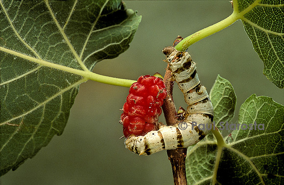 Bombyx mori (bombyx du mûrier) - larve ou ver à soie sur un fruit de mûrier