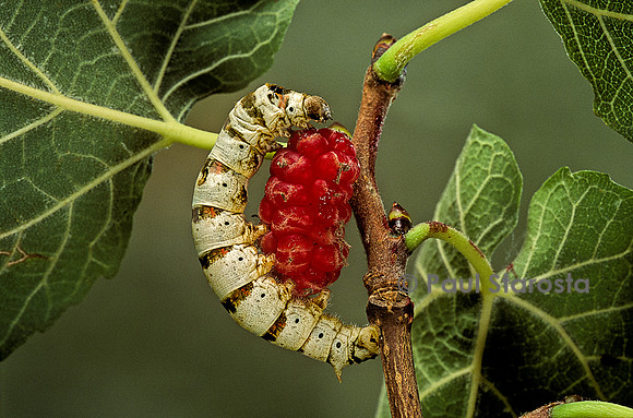 Bombyx mori (bombyx du mûrier) - larve ou ver à soie sur un fruit de mûrier