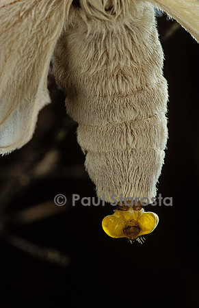 Bombyx mori (bombyx du mûrier) - glandes odoriférantes de la femelle
