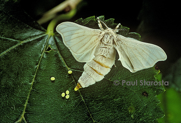 Bombyx mori (bombyx du mûrier) - femelle pondant