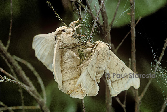 Bombyx mori; bombyx du mûrier- accouplement