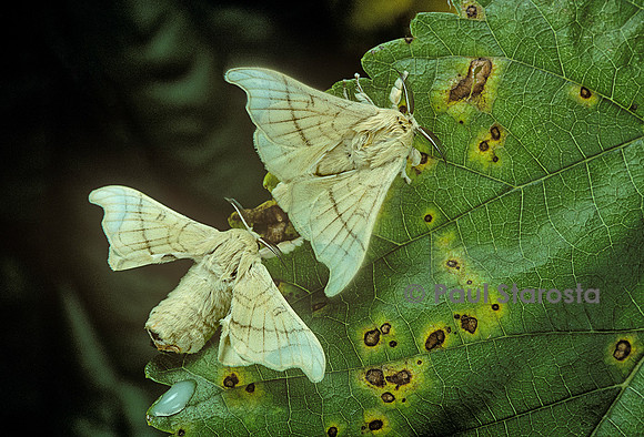 Bombyx mori (bombyx du mûrier)