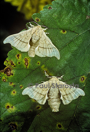 Bombyx mori (bombyx du mûrier)