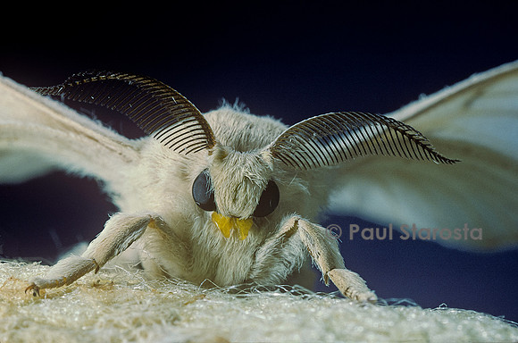Bombyx mori (bombyx du mûrier) - mâle