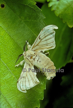Bombyx mori (bombyx du mûrier)