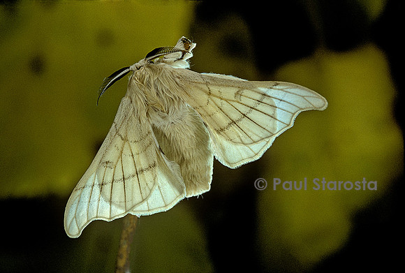 Bombyx mori (bombyx du mûrier)