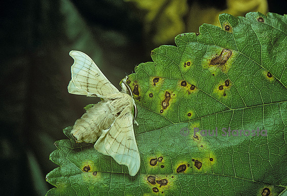 Bombyx mori (bombyx du mûrier)