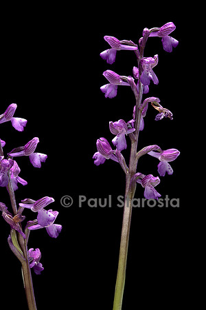 Anacamptis morio (orchis bouffon, damette)