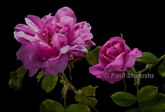 Rosa X damascena ‘York & Lancaster’