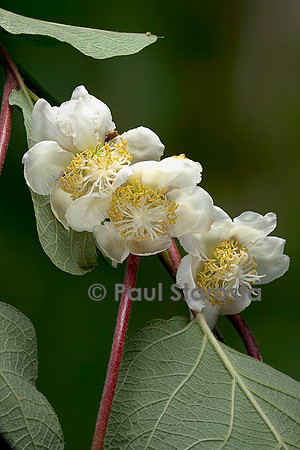 Actinidia deliciosa.(kiwi) - fleurs femelles