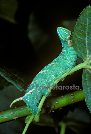 Mimas tiliae (sphinx du tilleul) - chenille
