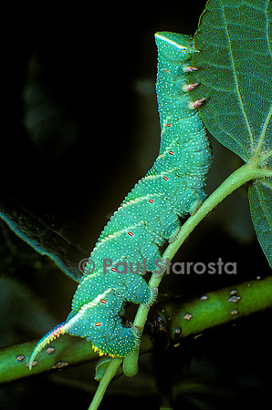 Mimas tiliae (sphinx du tilleul) - chenille