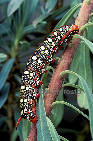 Hyles euphorbiae (sphinx de l'euphorbe) - chenille