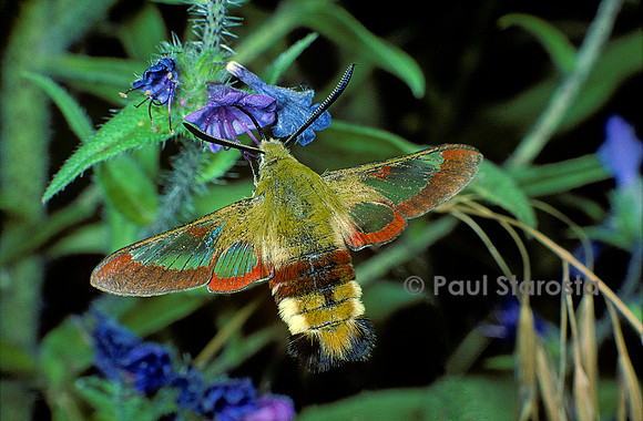 Hemaris fuciformis (sphinx gazé, sphinx du chèvrefeuille) - butinant en vol