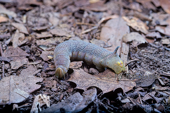 Mimas tiliae (sphinx du tilleul) - chenille au sol avant la nymphose