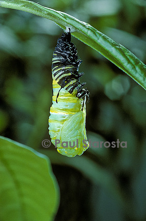 Danaus plexippus (monarque) - éclosion de la chrysalide 4
