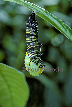 Danaus plexippus (monarque) - éclosion de la chrysalide 3