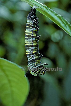 Danaus plexippus (monarque) - éclosion de la chrysalide 2