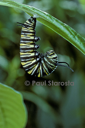Danaus plexippus (monarque) - éclosion de la chrysalide 1