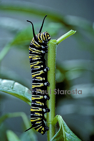 Danaus plexippus (monarque) - chenille mangeant une asclépiade