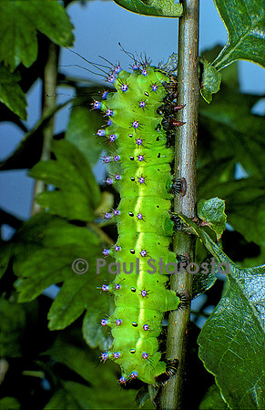 Saturnia pyri (grand paon de nuit) - chenille