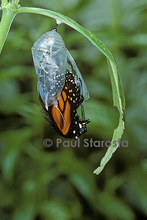 Danaus plexippus (monarque) - éclosion du papillon 7