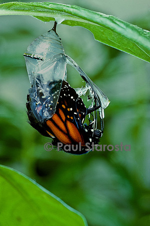 Danaus plexippus (monarque) - éclosion du papillon 6