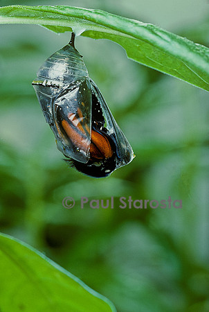 Danaus plexippus (monarque) - éclosion du papillon 4