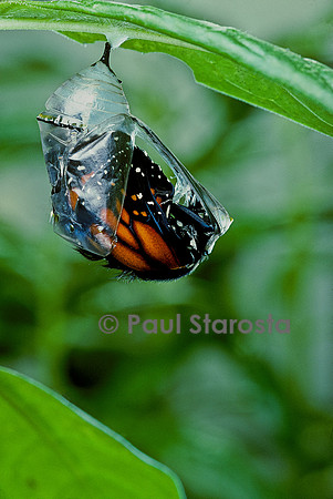 Danaus plexippus (monarque) - éclosion du papillon 5