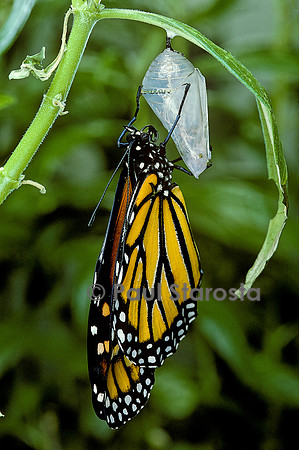 Danaus plexippus (monarque) - éclosion du papillon 14