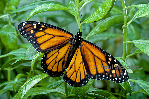 Danaus plexippus (monarque) - éclosion du papillon 15