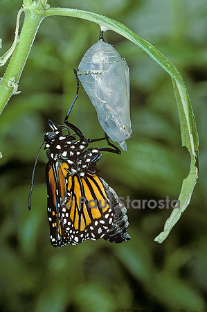 Danaus plexippus (monarque) - éclosion du papillon 9