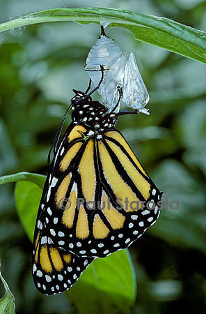 Danaus plexippus (monarque) - éclosion du papillon 12