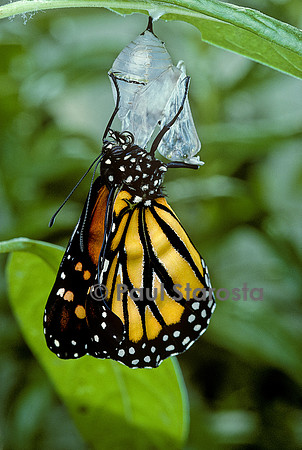 Danaus plexippus (monarque) - éclosion du papillon 11
