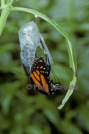 Danaus plexippus (monarque) - éclosion du papillon 8
