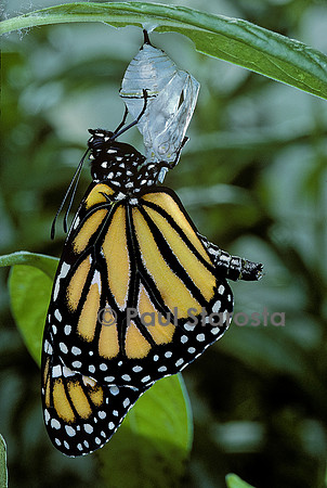 Danaus plexippus (monarque) - éclosion du papillon 13