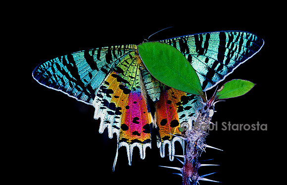 Chrysiridia rhipheus (uranie de Madagascar)