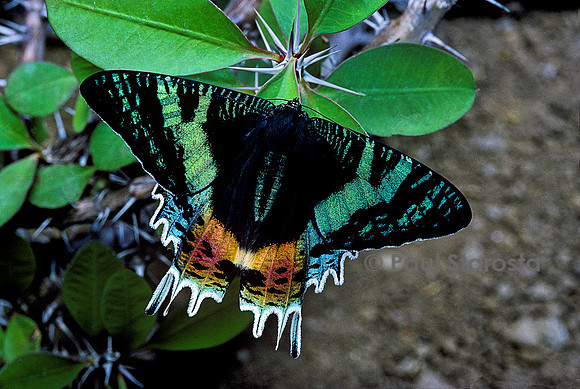 Chrysiridia rhipheus (uranie de Madagascar)