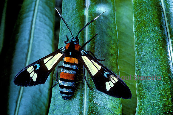 Euchromia folletii