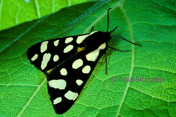 Arctia villica (écaille fermière, écaille villageoise)