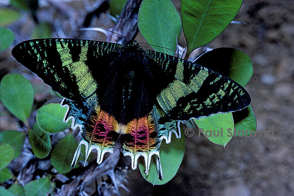 Chrysiridia rhipheus (uranie de Madagascar)