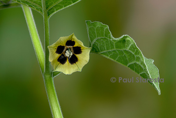Physalis peruviana (coqueret du Pérou) - fleur