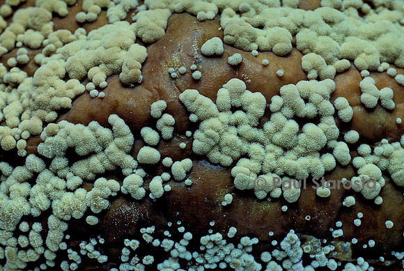 Monilinia fructigena (molinie des fruits) - sur une pomme