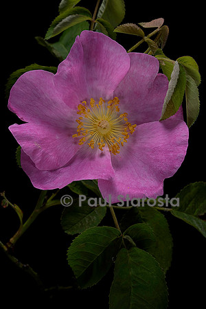 Rosa gallica ‘Onex’