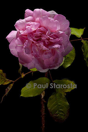 Rosa X centifolia muscosa ‘Robert Léopold’