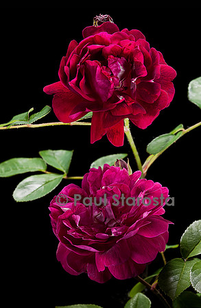 Rosa X centifolia ‘Petite Orléanaise’