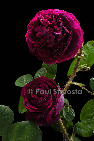Rosa X centifolia muscosa ‘La Caille’