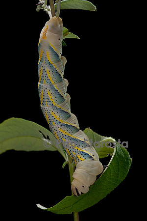 Acherontia atropos (sphinx tête-de-mort) - chenille