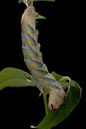 Acherontia atropos (sphinx tête-de-mort) - chenille